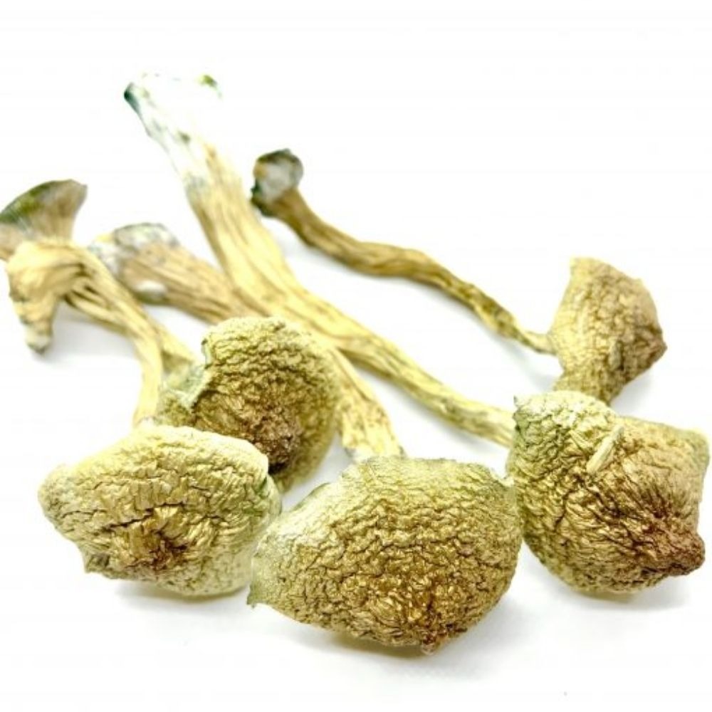 Buy African Transkei Magic Mushrooms Online USA