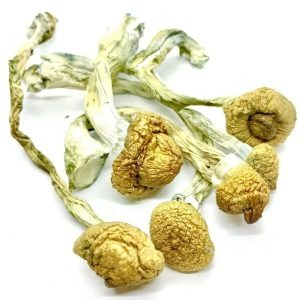 Buy B+ Magic Mushrooms Spores Online USA