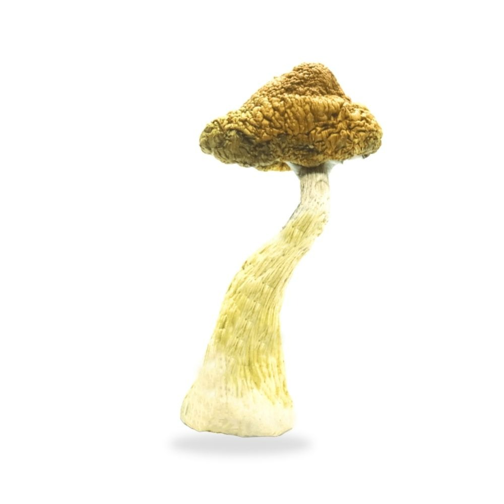 Buy Golden Teachers Magic Mushrooms Online USA