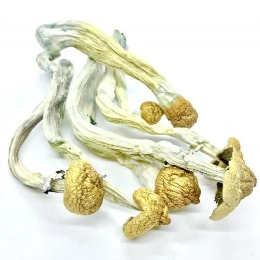 Buy Hillbilly Mushrooms Online USA