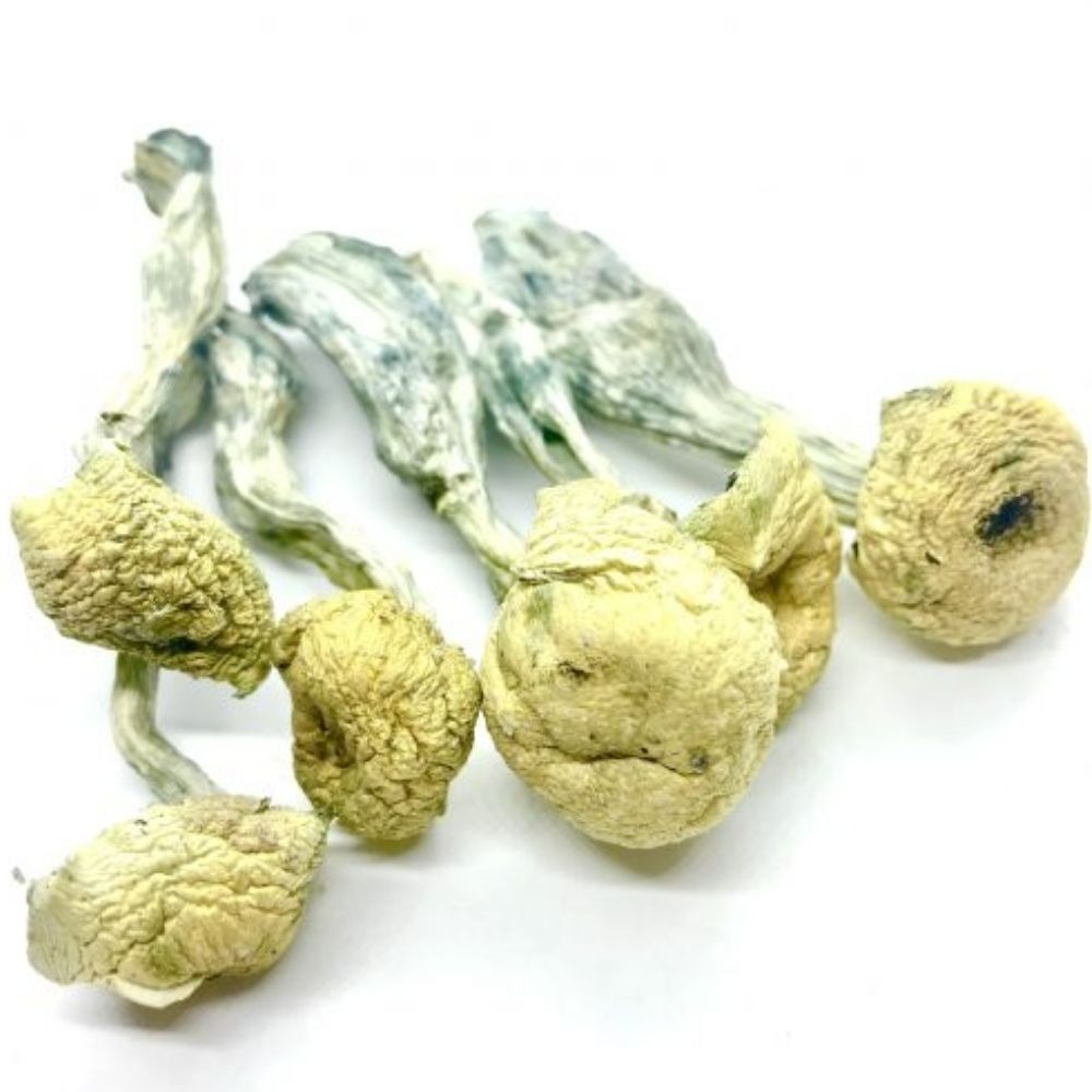 Buy Penis Envy Mushroom Online USA