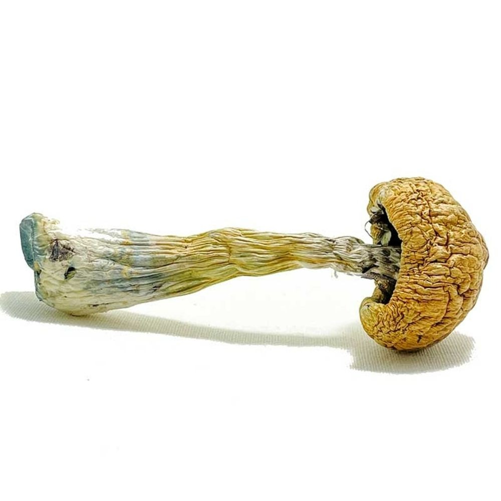 Buy Puerto Rican Magic Mushrooms Online USA