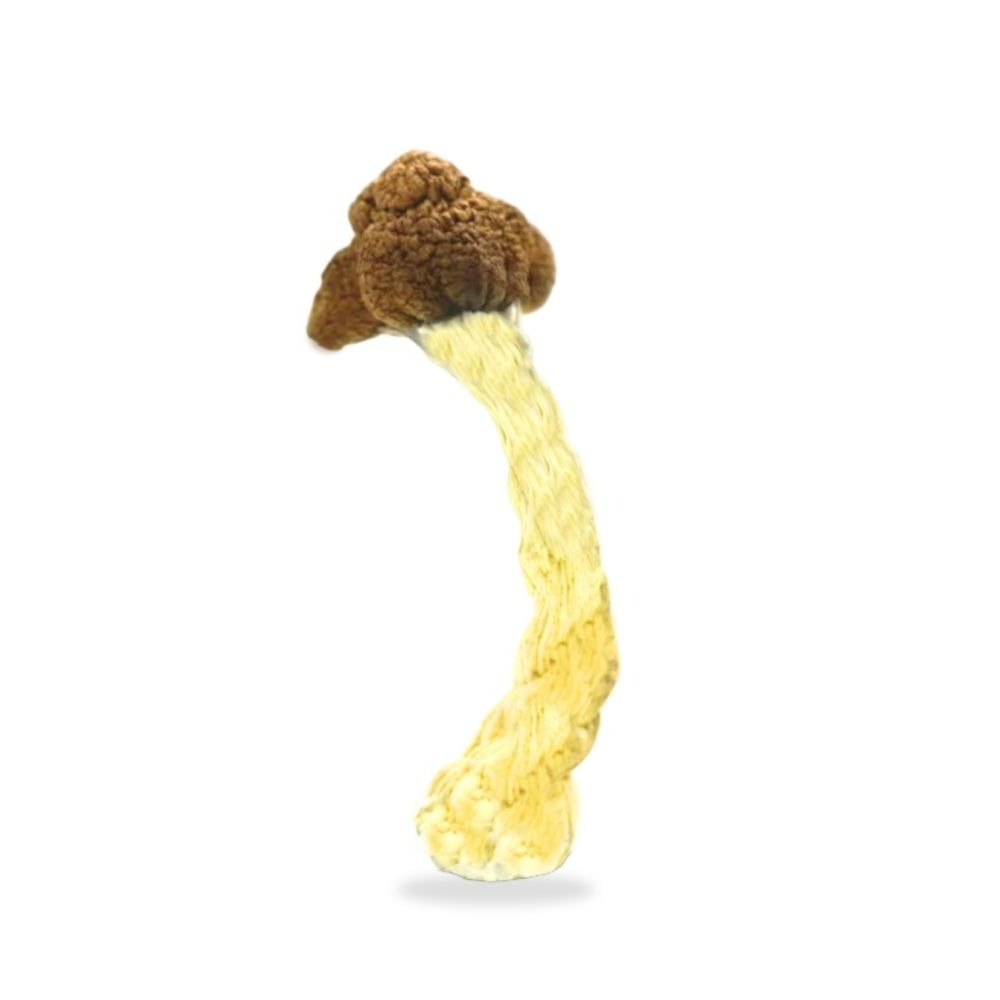 Buy Vietnamese Psilocybe Cubensis Magic Mushroom