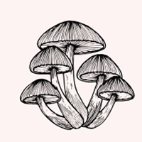 Dried Mushrooms Dried Mushrooms