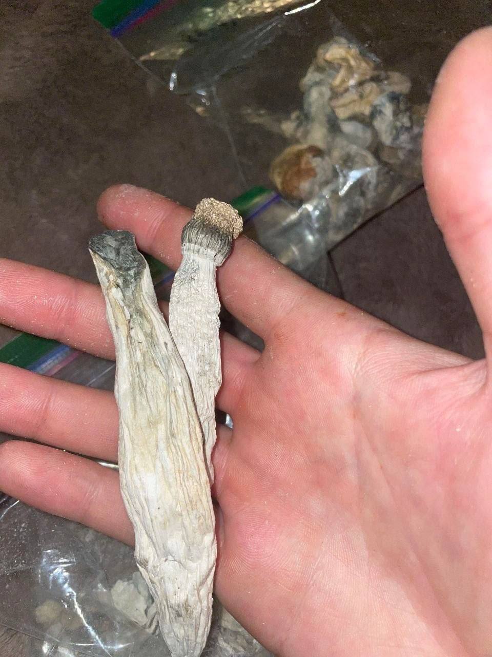 Where to Buy Magic Mushrooms and Get it Delivered