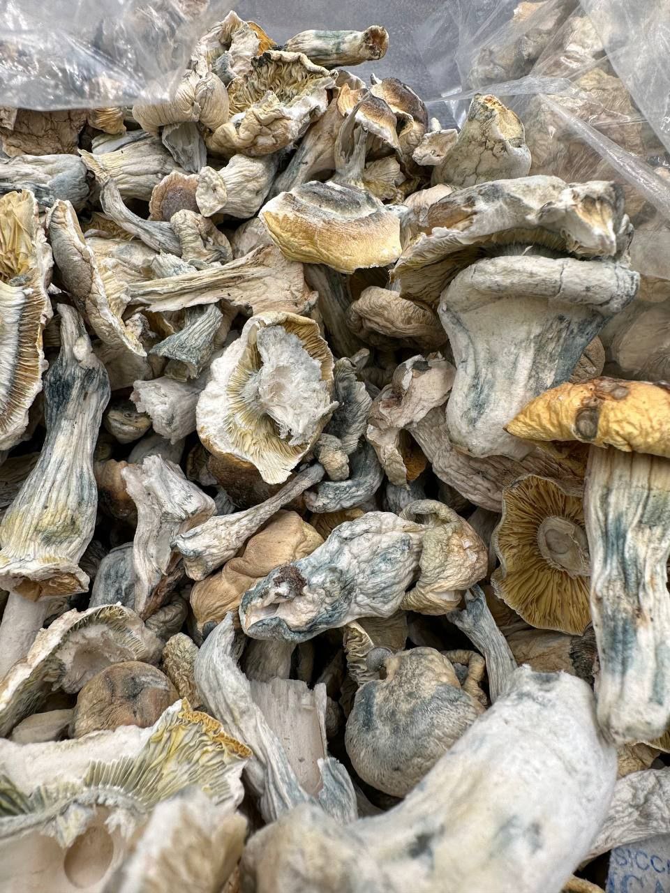 Where to Buy Magic Mushrooms and Get it Delivered